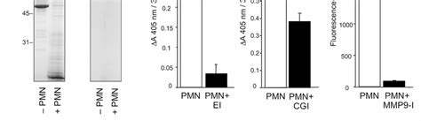 The Release Of Proteolytic Enzymes From Pmns Incorporated Into Fibrin