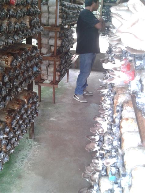 Ha.admin nak share resepi macam mana admin goreng cendawan. saifulam-agrofarm: Peserta Kursus Cendawan Tiram Kelabu ...