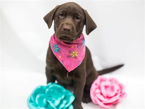 In wichita, ks, and search the available pets they have up for adoption on petfinder. Labrador Retriever-DOG-Female-Chocolate-2669286-Petland ...