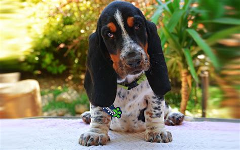 Basset Hound Puppies Breed Information And Puppies For Sale