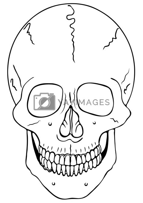 Royalty Free Vector Smiling Skull Vector By Mibuch