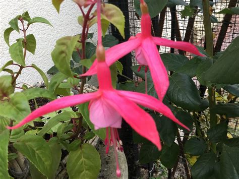We did not find results for: My garden | Flowers, Garden, Plants
