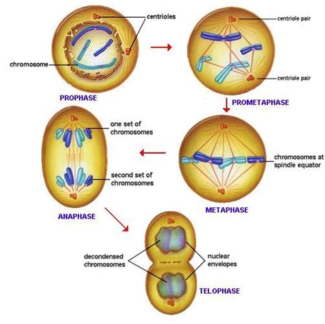 Cell Divisionprophase Prometaphase Anaphase Metaphase Telophase