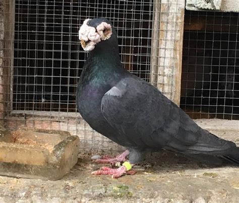 Old Polish Wattle Pigeon Pigeontype