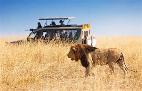 When Is The Best Time To Visit Tanzania Safari Faqs