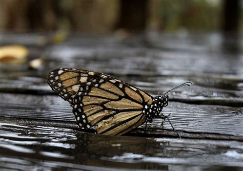 Mexico Monarch Butterfly Decline Fans Fears In California