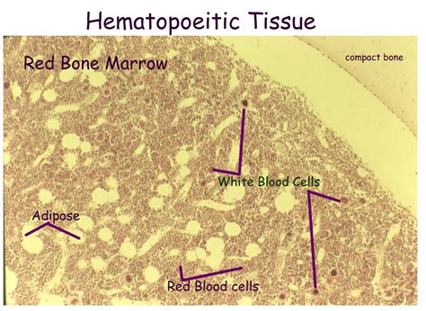 2.in children,it is found in the medullary cavity of the long bones,such as femer. Bone Model Labeled - Bing Images | Red bone marrow, Bone ...