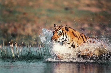 India Bengal Tiger Panthera Tigris Photograph By Stuart Westmorland
