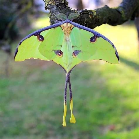 African Moon Moth Identification Life Cycle Facts Pictures