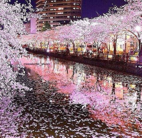 Hanami Festival Japan Cherry Blossom Japan Wonderful Places Japan