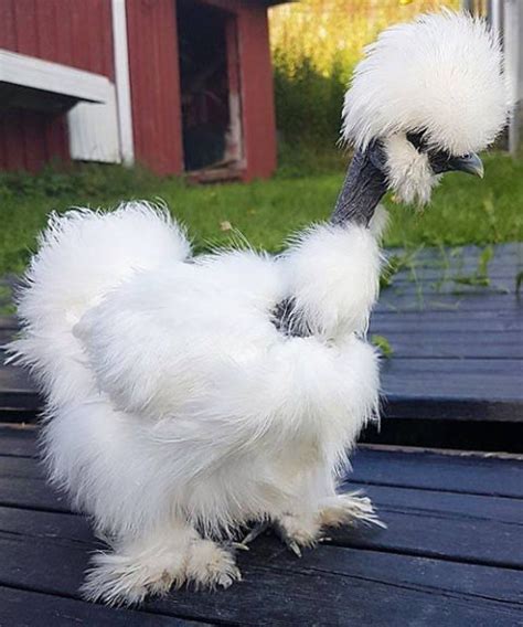 What Is A Showgirl Silkie Cluckin