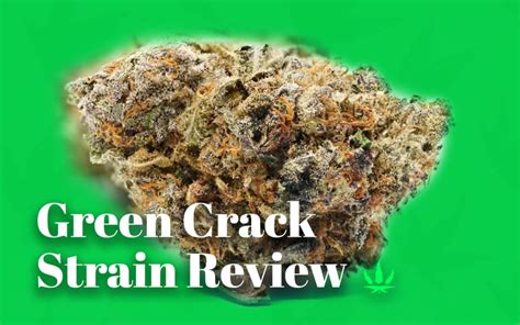 Green Crack Strain Review Quadzilla Cannabis