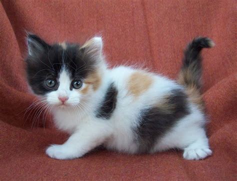 Calico Kitten Kittens And Puppies Baby Kittens Kittens Cutest