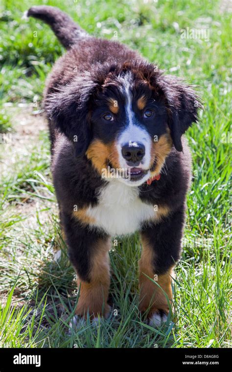 Three Month Old Bernese Mountain Dog Puppy A Working Breed And Herding