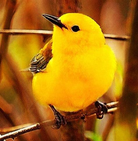 Cute Yellow Bird Pretty Birds Beautiful Birds Beautiful World