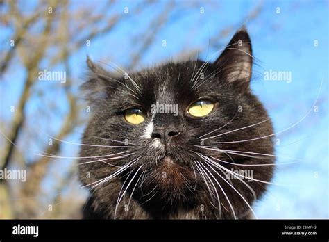 Black Cat With With Evil Sight On Blue Sky Background Stock Photo Alamy