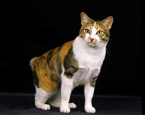 12 Breeds Of Calico Cats With Pictures Fanincia Shop