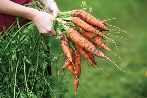 The Common Carrot Edible San Luis Obispo