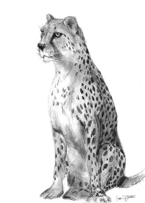 2 years ago we have this cheetah. Cheetah Drawing
