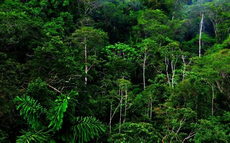 Dark forest background 80 64. nature, Landscape, Forest Wallpapers HD / Desktop and ...