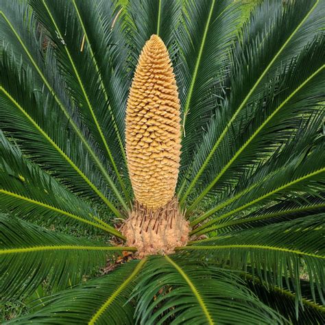 Cycad Seeds Seeds For Africa