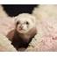 Are Ferrets Good Pets For Kids  Crfamilypets