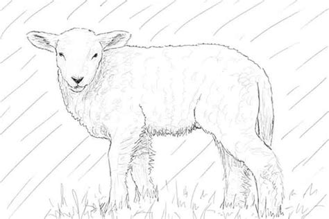 Lamb Drawing Realistic Step By Step Baby And Cute