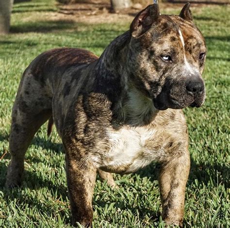 A glossy coat that is short, close and stiff. Huge 100 pound XXL large male bully extreme #pitbull # ...