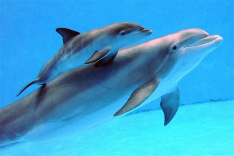 Baby Dolphin Wallpapers Top Những Hình Ảnh Đẹp