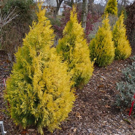 Check spelling or type a new query. Potted Western Arborvitae Fluffy