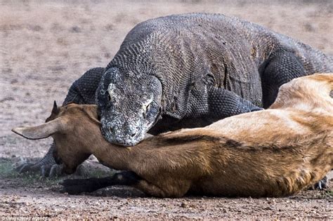 Omg Incredible Moment A Pair Of Massive Komodo Dragons Catch And Kill