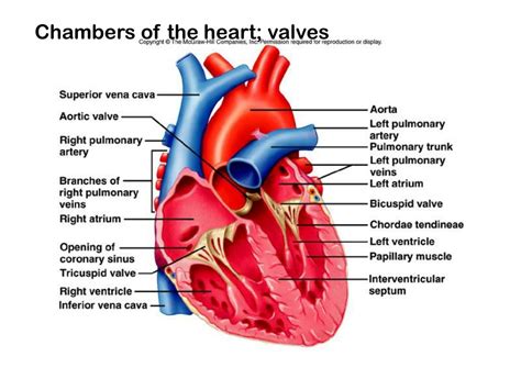 Ppt The Cardiovascular System Structure Of The Heart The Cardiac