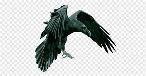 American Crow Rook Common Raven Tower Of London Epic Black Metal Corbeau Fauna Bird Feather