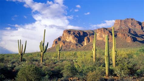 Mountains Clouds Landscapes Forests Arizona National Cactus Tonto