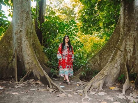 the great banyan tree and 8 important tips for visiting kolkata botanical gardens