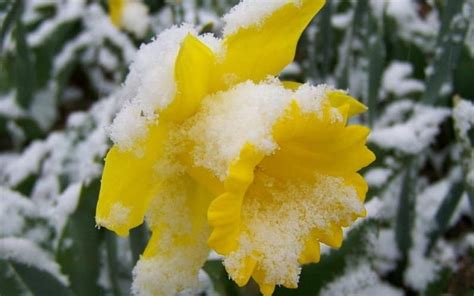 Daffodil Under A Snow Snow Flowers Daffodil Garden Spring Hd