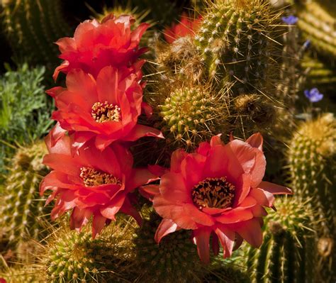Keep in mind that all of these plants will thrive in the phoenix area, but not in other parts of arizona, where we have everything from low desert to high desert and even subalpine conditions. cactus flower in Arizona | Spring flowers, Cactus flower ...