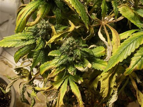 We are human, after all, and sometimes we don't treat our a good body wash or cleanser, like the crop cleanser™ body wash, will wash away the bacteria and grime that can throw your ph balance off. no info and bad pics ;o) - Cannabis Cultivation - Growery ...