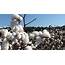 State Cotton Farmers To Gather For Boll Weevil Meeting  Clemson