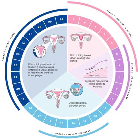 What Are The Phases Of A Menstrual Cycle Libra Menstrual Health
