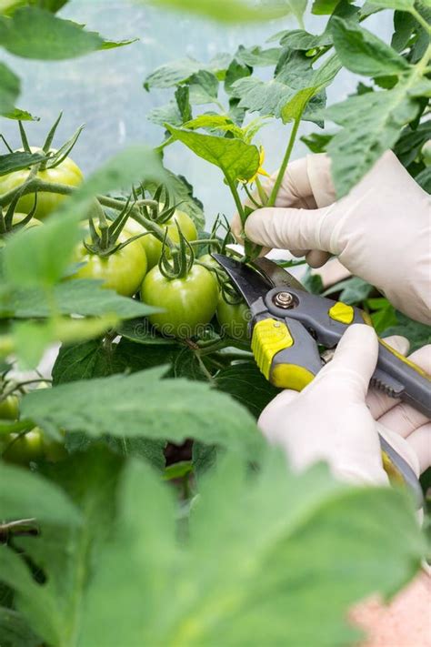 Woman Is Pruning Tomato Plant Branches In The Greenhouse Stock Image