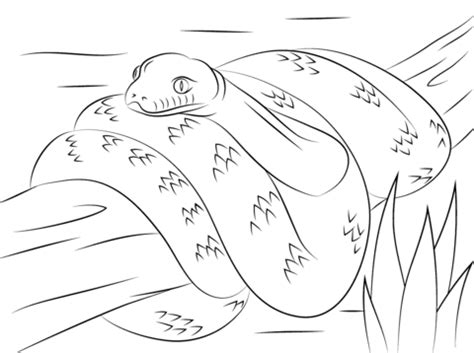 Ausmalbild NeuguineaAmethystpython Ausmalbilder kostenlos zum