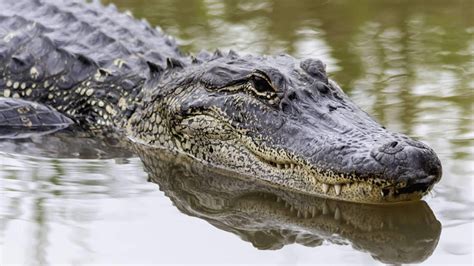 Are Alligators endangered? Interesting facts about Alligator