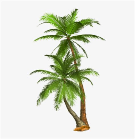 Download Free Png Palm Tree Png Images Transparent Palm Trees