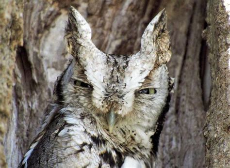 The Amazing Head Turning Owl Birdnote