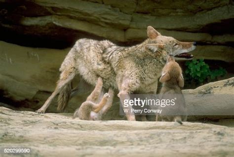 Mother Coyote And Pups High Res Stock Photo Getty Images