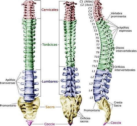 Anatomía de la columna vertebral Conoce sus huesos ligamentos