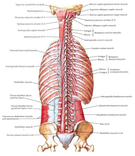 Muscles Of Back Deep Layers Transversospinal Interspinal Images And