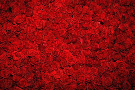 Hoppa till slutet av bildgalleriet. Roses Pictures, Images and Stock Photos - iStock