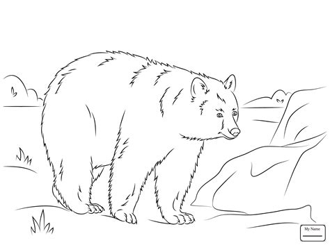 Pick and print free bear coloring pages. Realistic Bear Coloring Pages at GetColorings.com | Free ...